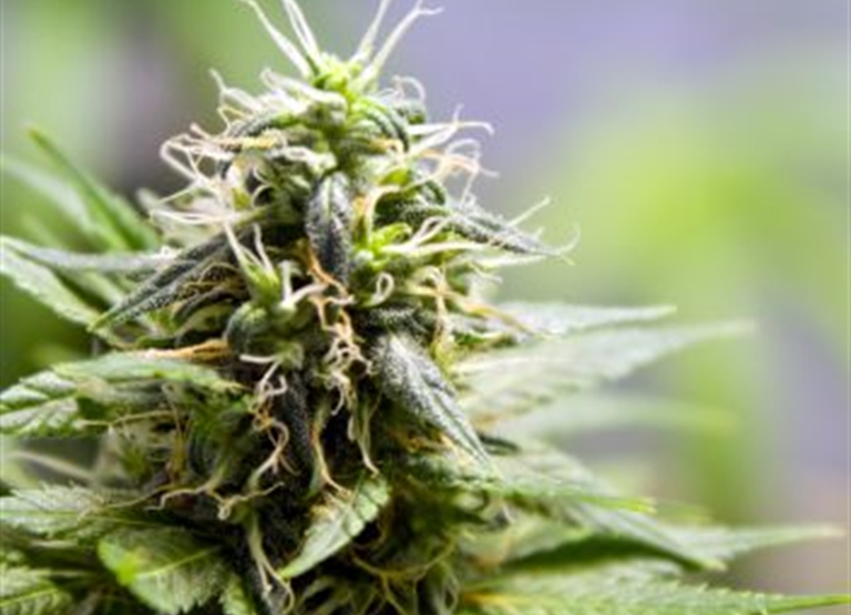 Por qué humiificar... para marihuana medicinal